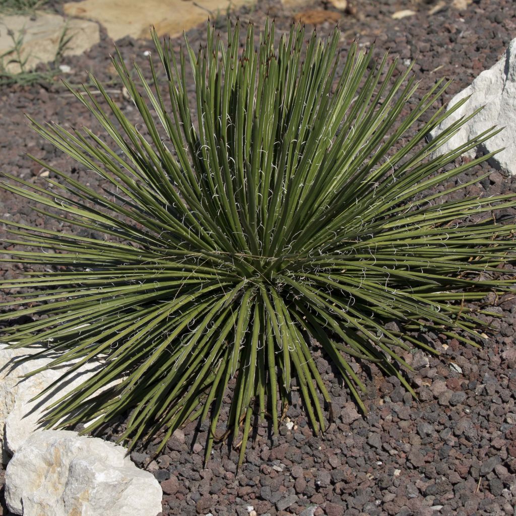 Agave geminiflora