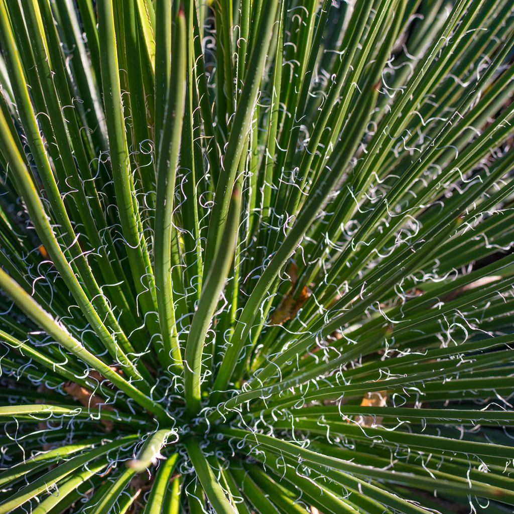 Agave geminiflora