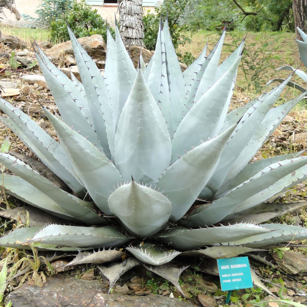 Agave havardiana - Agave de Havard