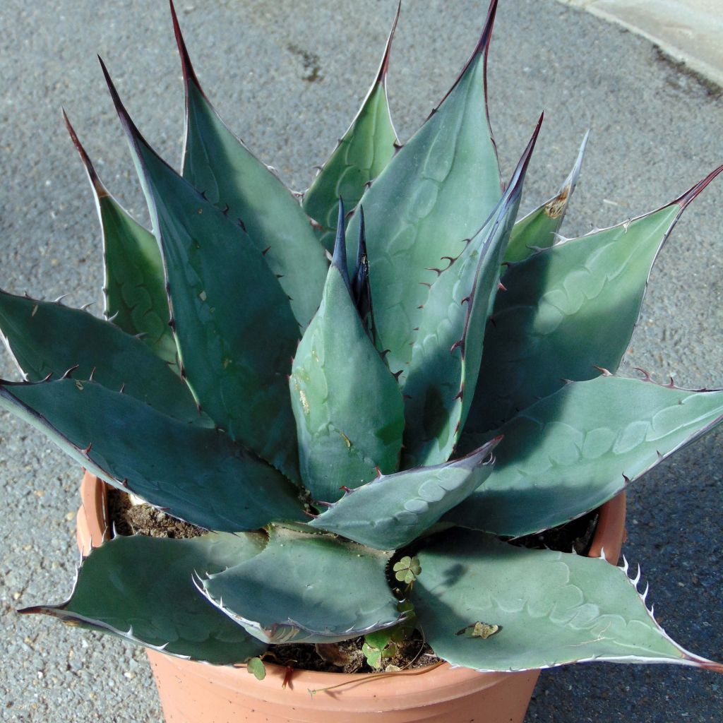 Agave havardiana - Agave de Havard