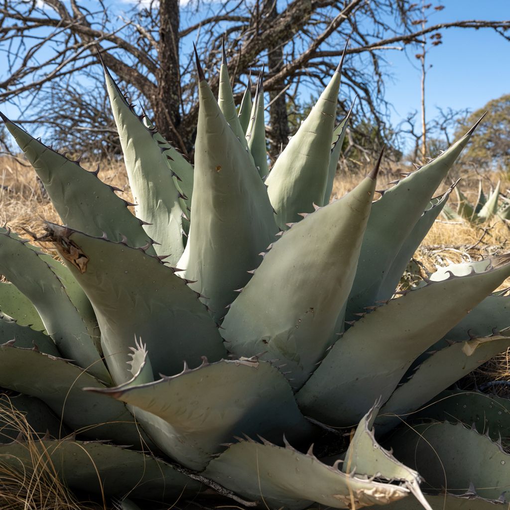 Agave havardiana