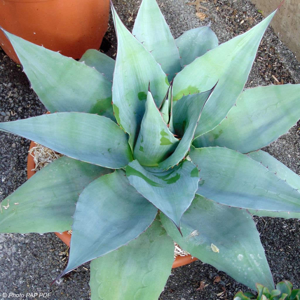 Agave ovatifolia