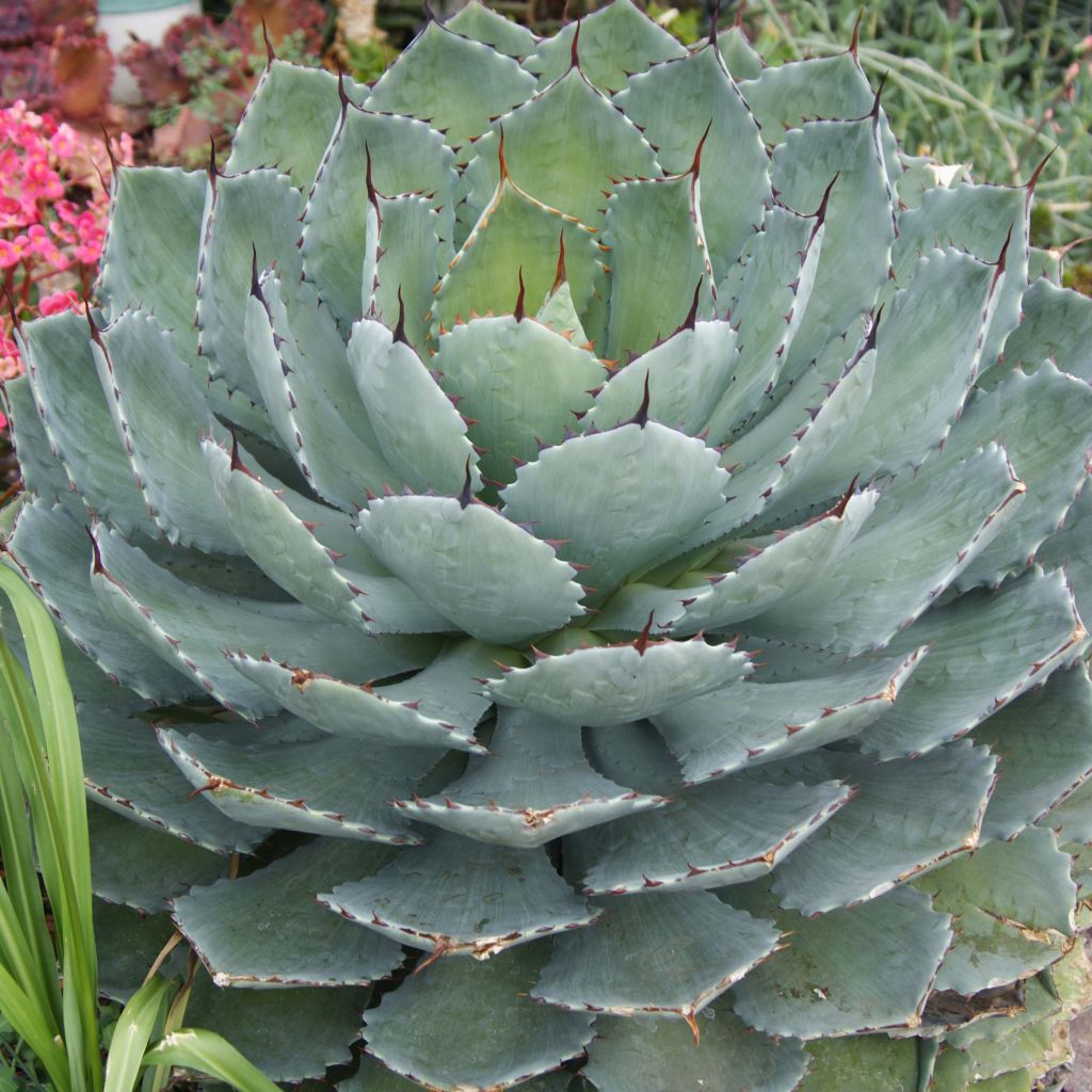 Agave parryi Truncata - Agave de Parry