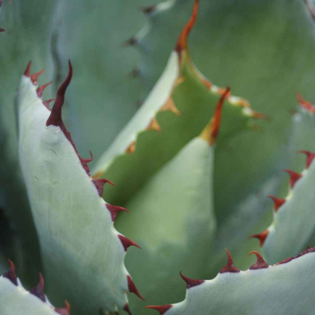 Agave parryi Truncata - Agave de Parry