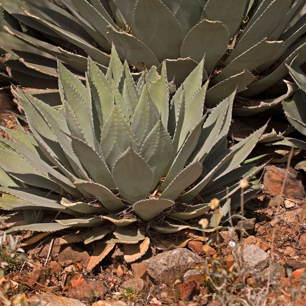 Mezcal - Agave parryi var. huachucensis