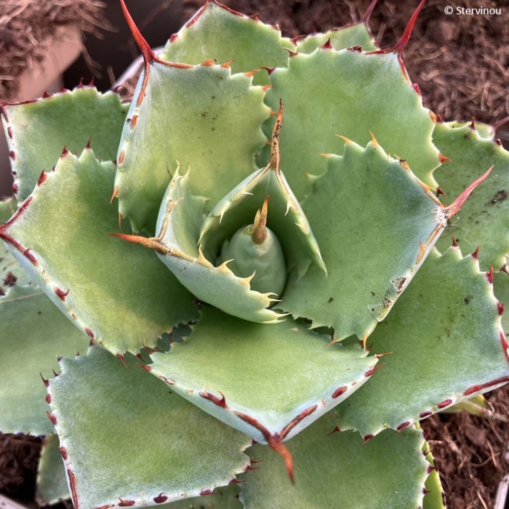 Agave potatorum Kichiokan - Maguey