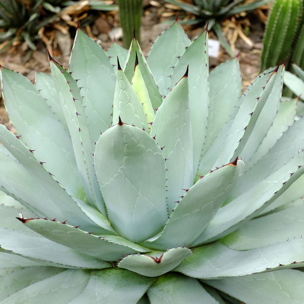 Maguey de mezcal - Agave potatorum var. verschaffeltii