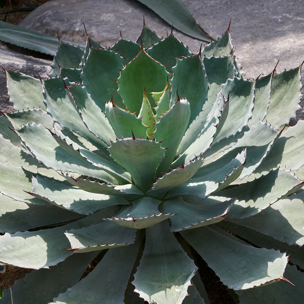 Maguey de mezcal - Agave potatorum var. verschaffeltii