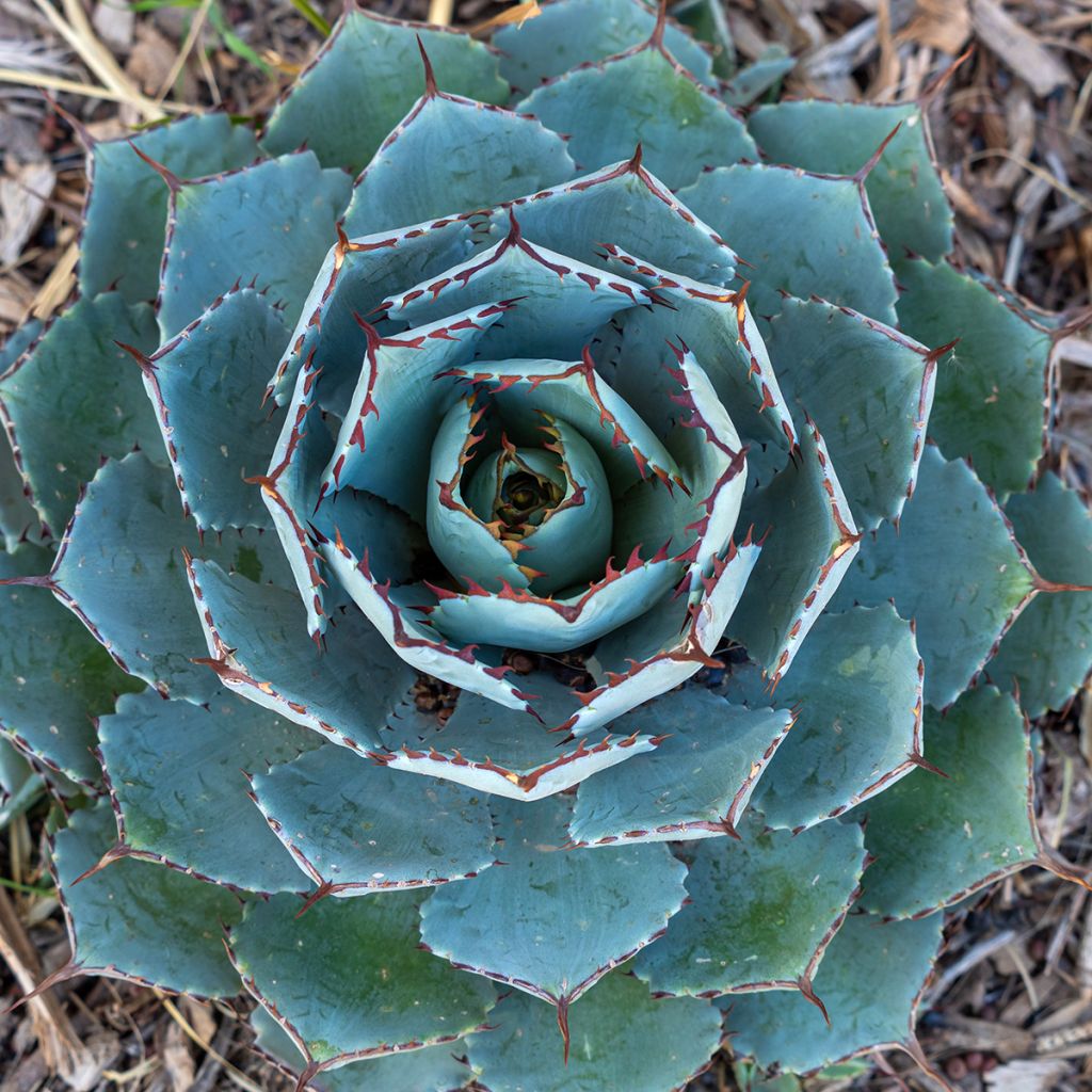 Maguey de mezcal - Agave potatorum var. verschaffeltii