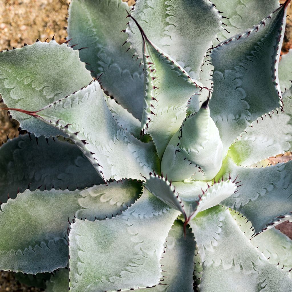 Maguey de mezcal - Agave potatorum var. verschaffeltii