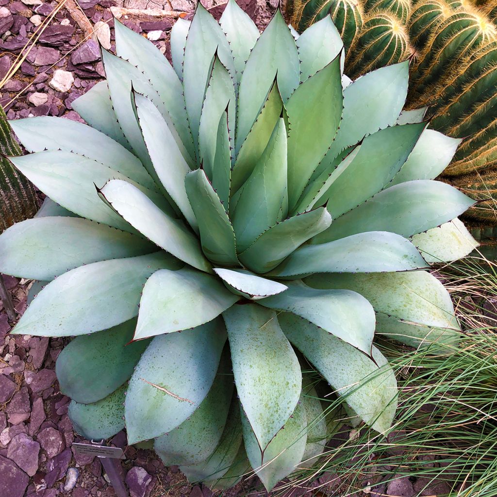 Maguey de mezcal - Agave potatorum var. verschaffeltii