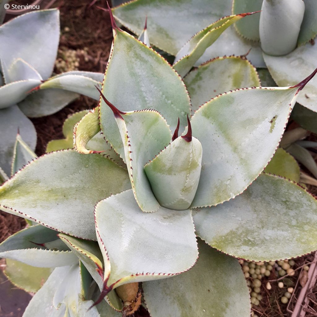 Agave pygmae Dragon Toes - Maguey