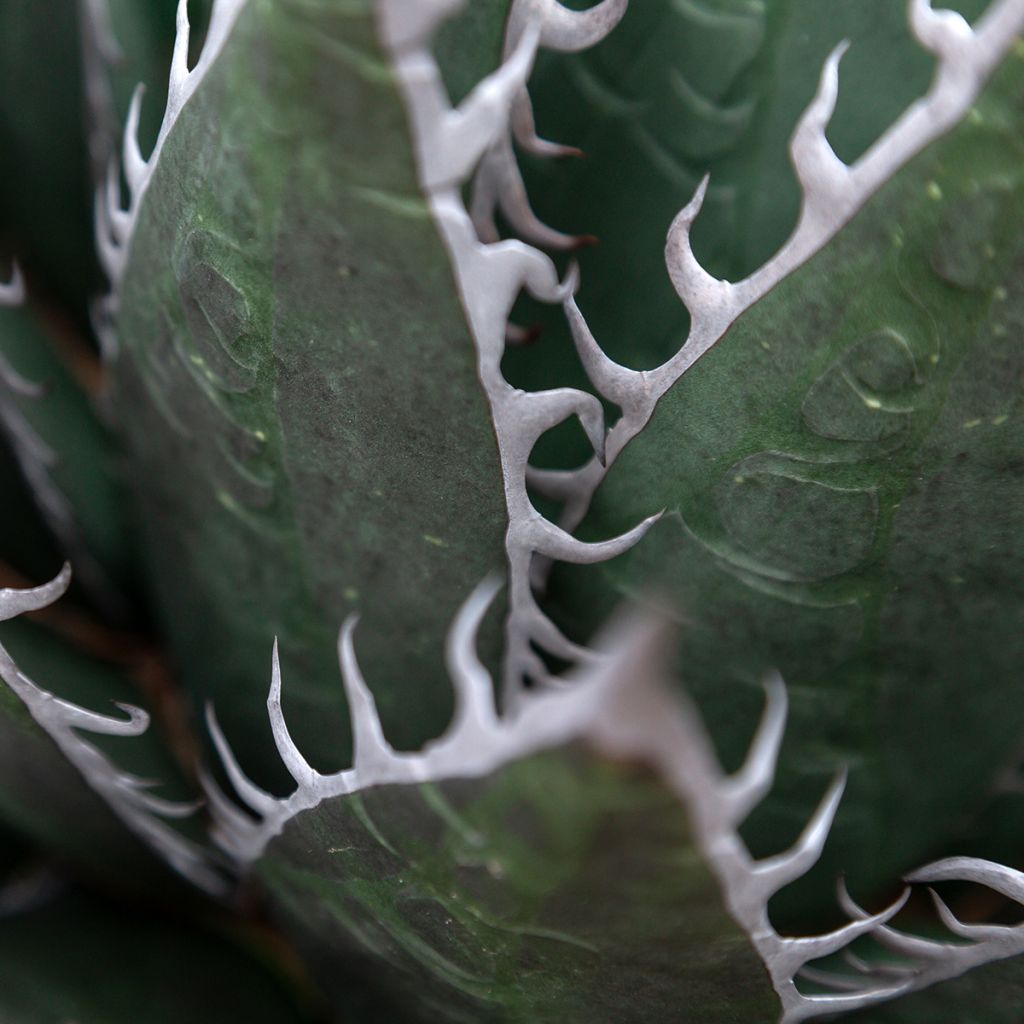 Agave titanota