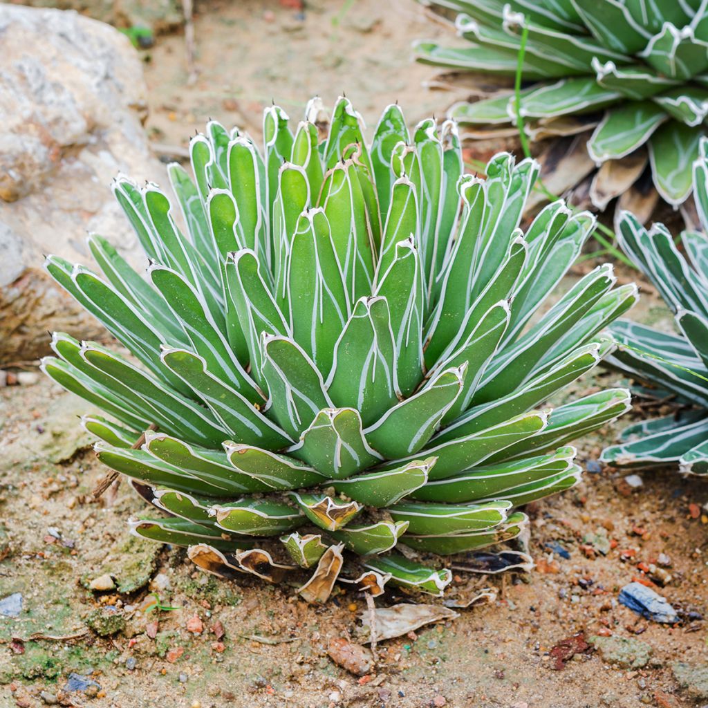 Ágave de la Reina Victoria - Agave victoriae-reginae