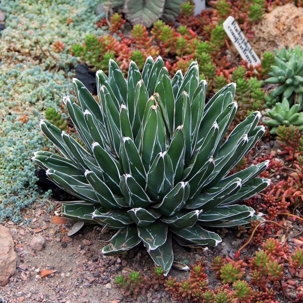 Ágave de la Reina Victoria - Agave victoriae-reginae