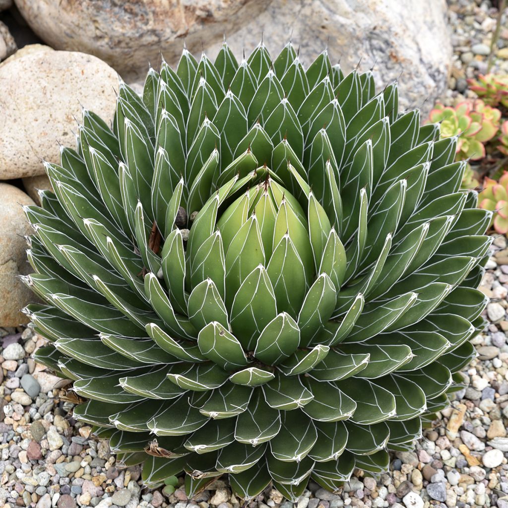 Ágave de la Reina Victoria - Agave victoriae-reginae