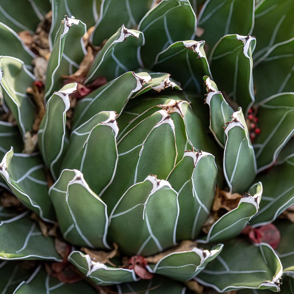 Ágave de la Reina Victoria - Agave victoriae-reginae