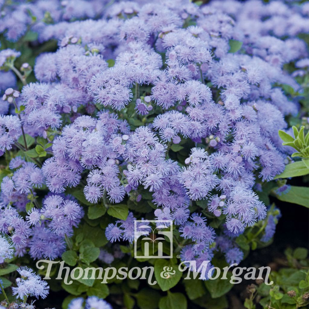 Graines d'Ageratum Blue Danube F1 Hybrid - Agératum hybride bleu lavande