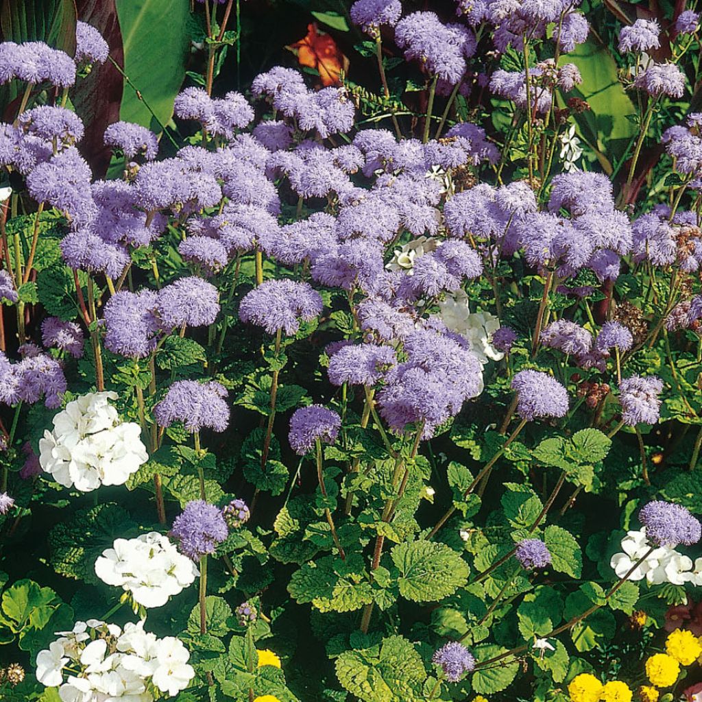 Ageratum haut Horizon Bleu F1 - Ageratum houstonianum