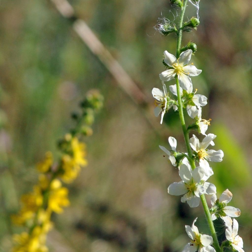 Agrimonia eupatoria Alba - Hierba de San Guillermo