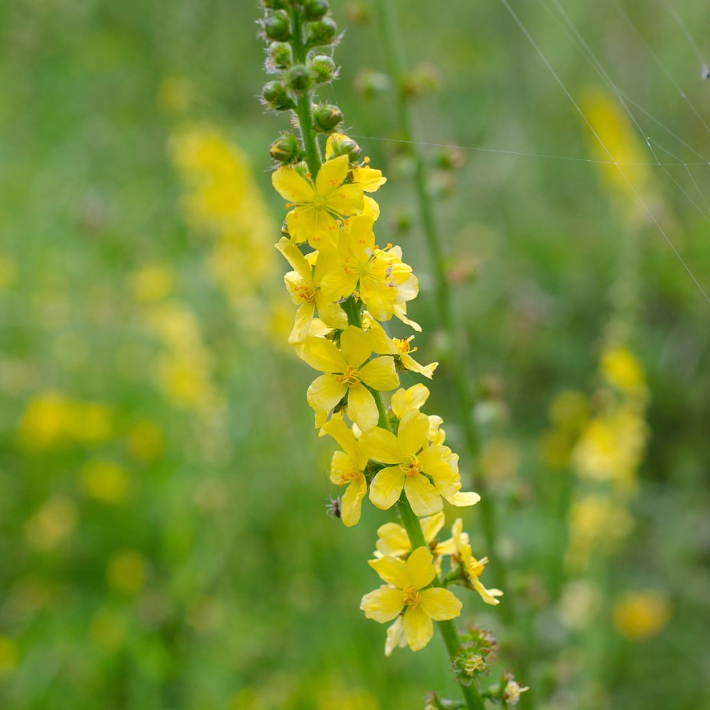 Hierba de San Guillermo - Agrimonia eupatoria