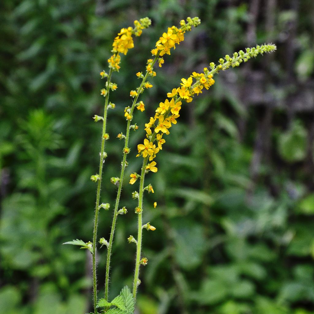 Hierba de San Guillermo - Agrimonia eupatoria