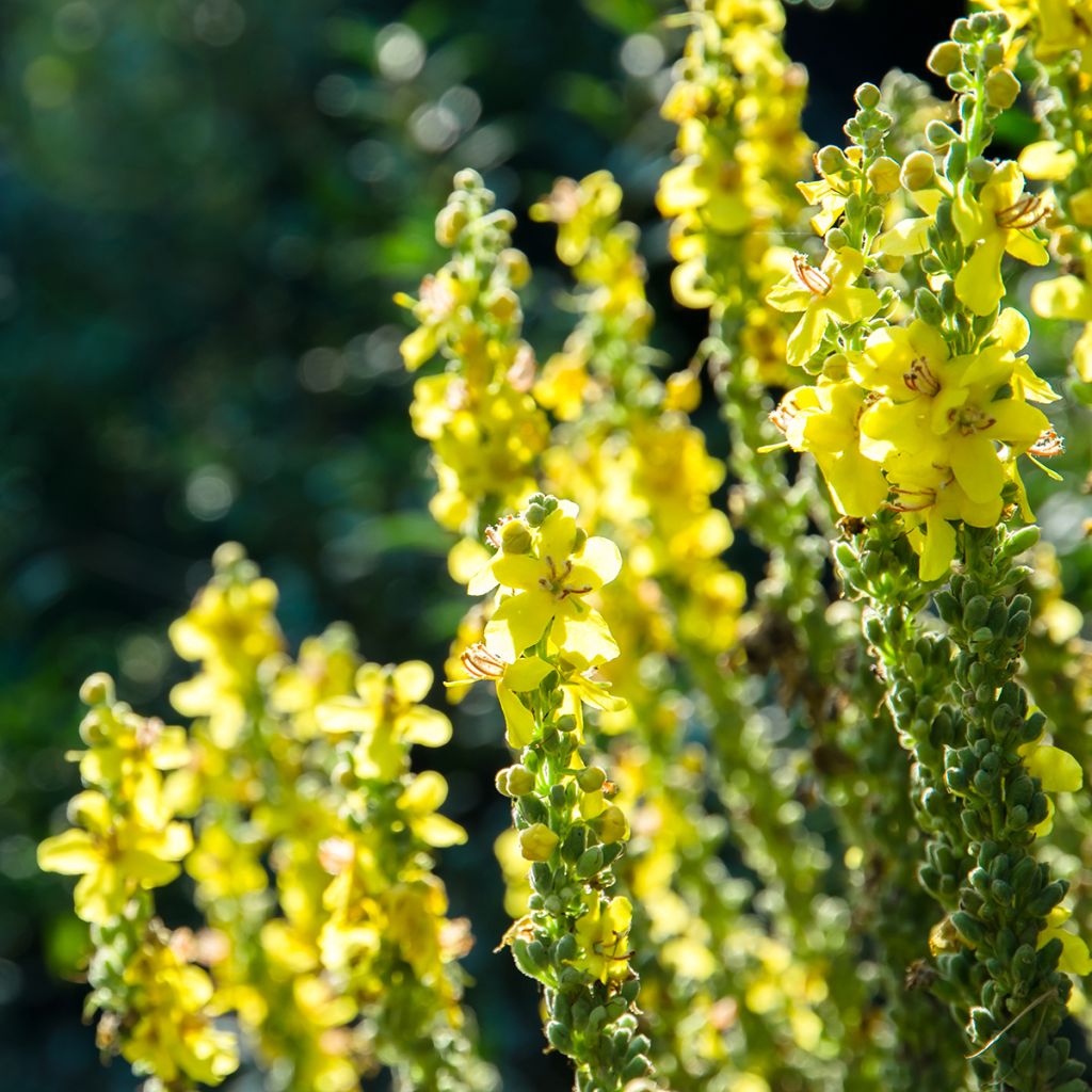 Hierba de San Guillermo - Agrimonia eupatoria