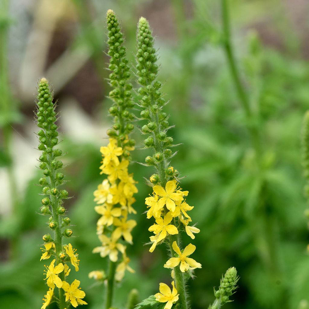 Hierba de San Guillermo - Agrimonia eupatoria