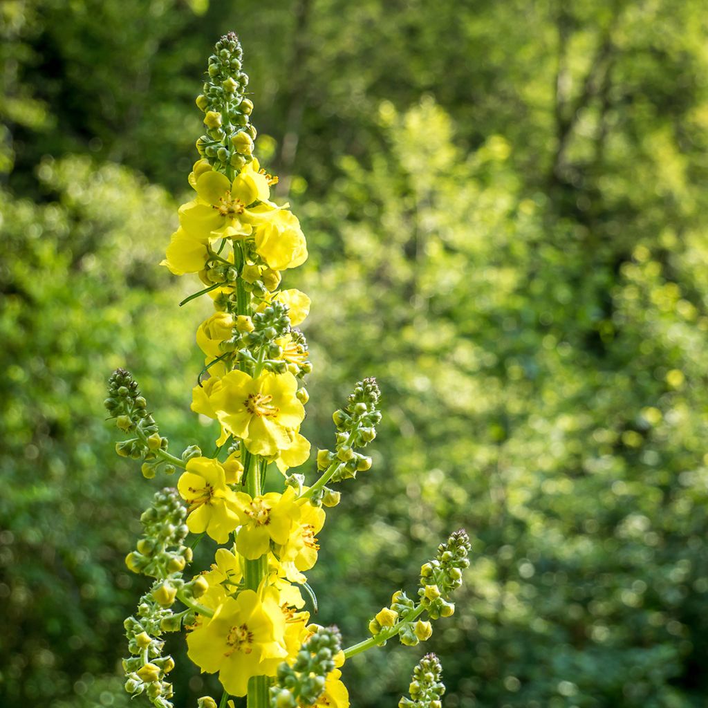 Hierba de San Guillermo - Agrimonia eupatoria