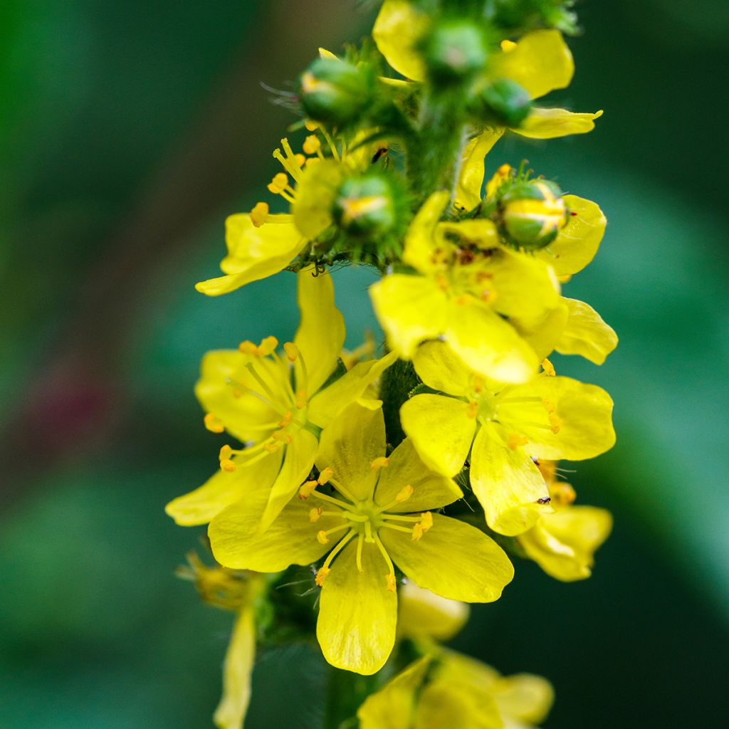 Hierba de San Guillermo - Agrimonia eupatoria