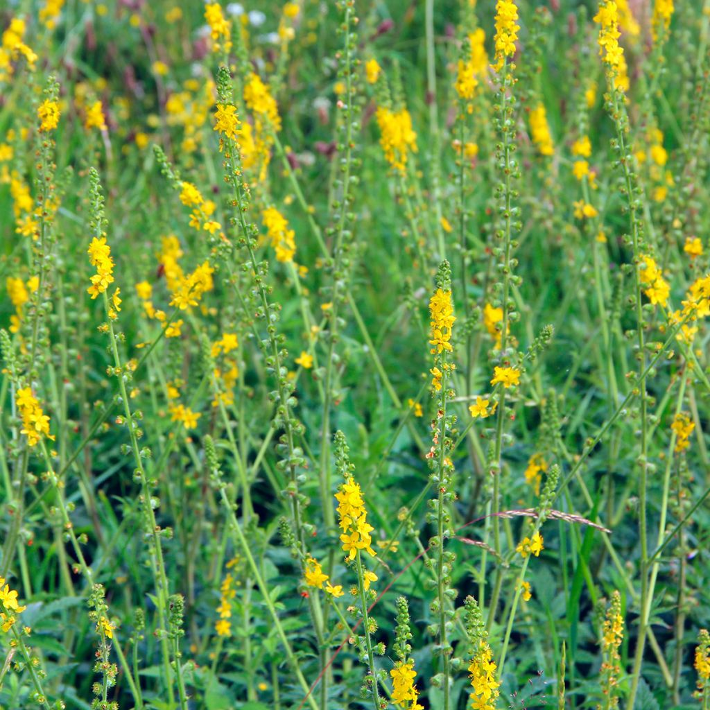 Hierba de San Guillermo - Agrimonia eupatoria