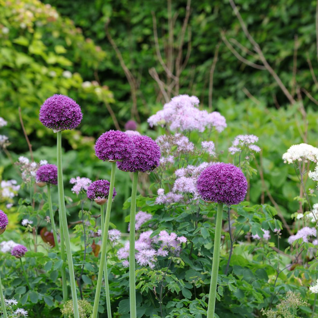 Allium Ambassador - Ajo decorativo