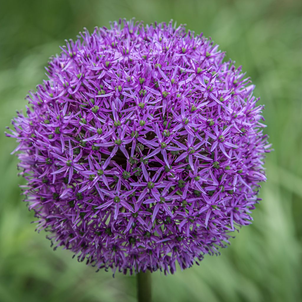 Allium Gladiator - Ajo decorativo