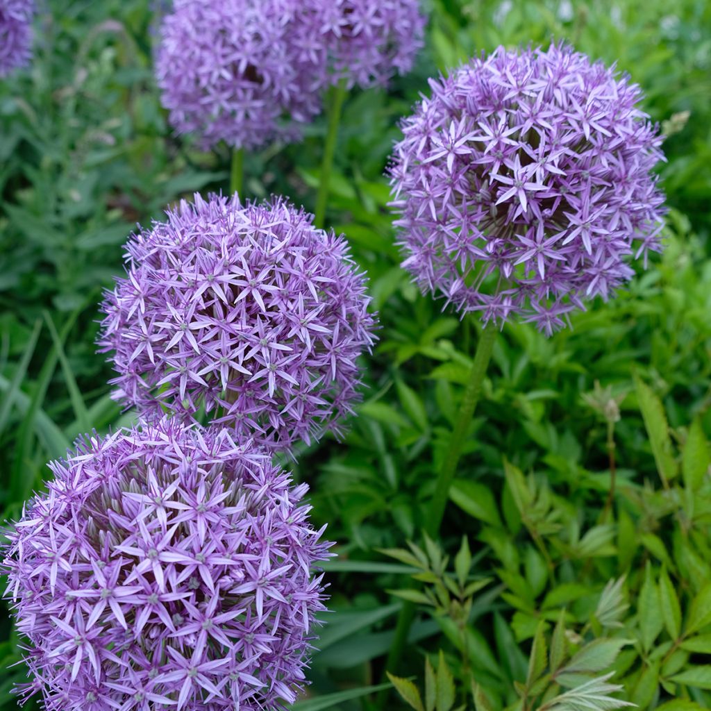 Allium Gladiator - Ajo decorativo