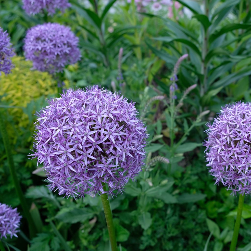 Allium Gladiator - Ajo decorativo