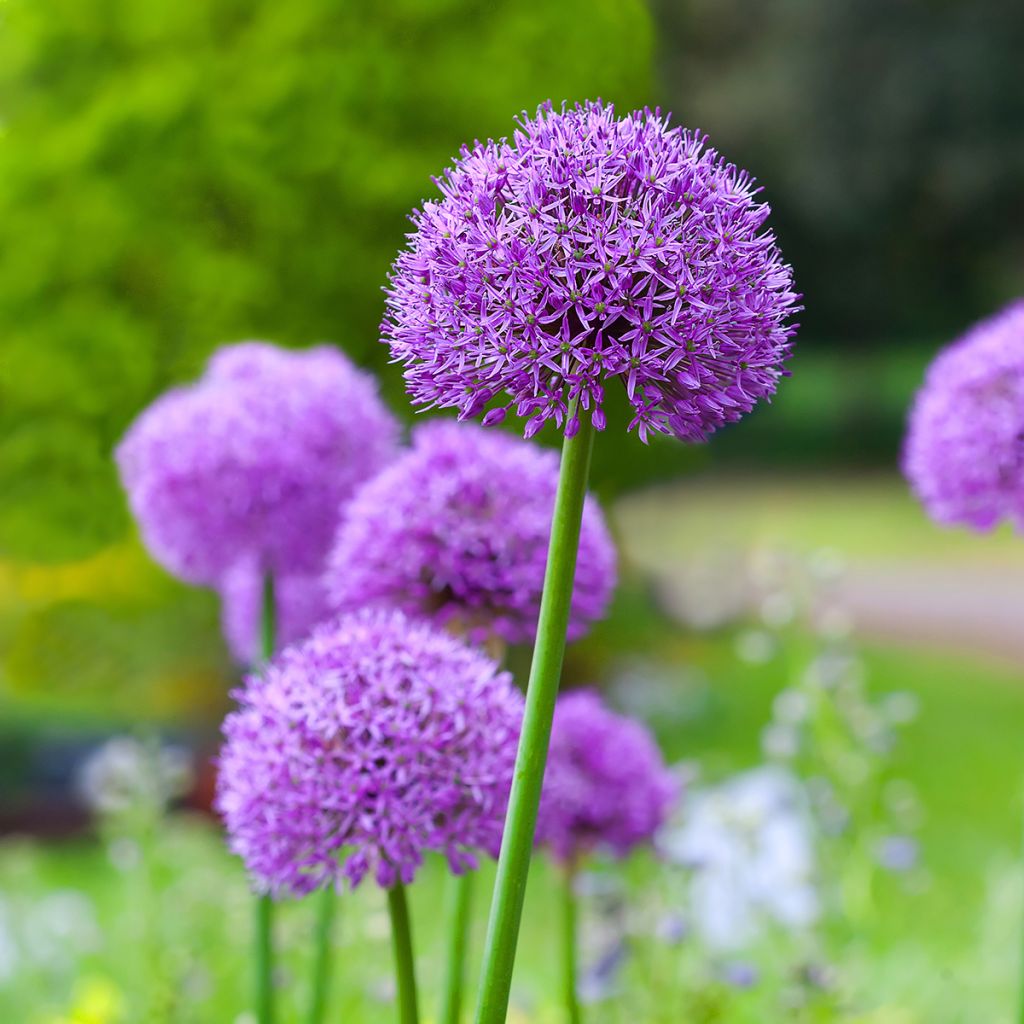 Allium Gladiator - Ajo decorativo