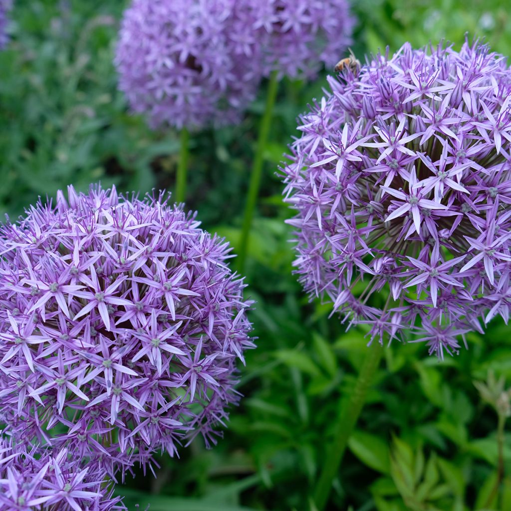 Allium Gladiator - Ajo decorativo