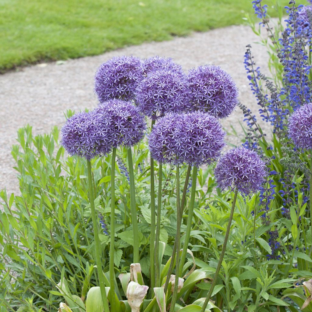 Allium Globemaster - Ajo decorativo