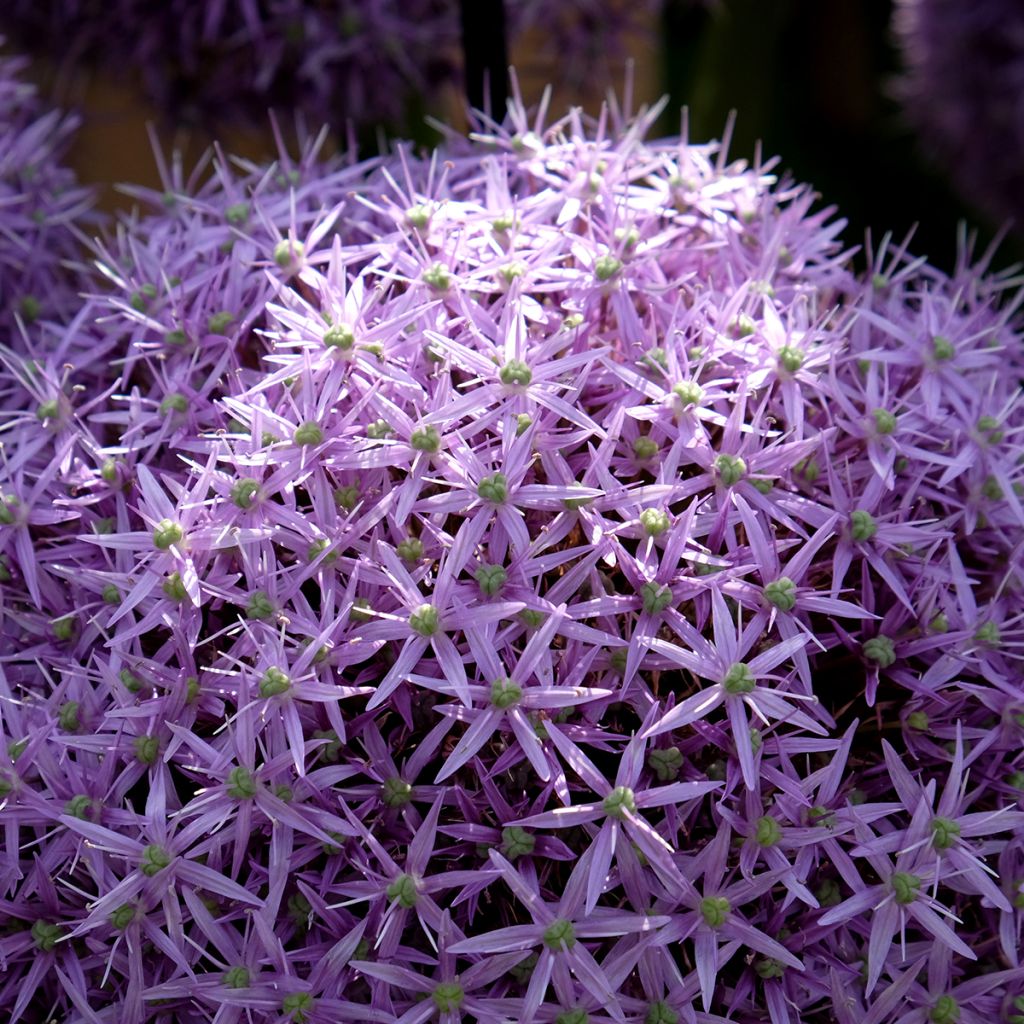 Allium Globemaster - Ajo decorativo