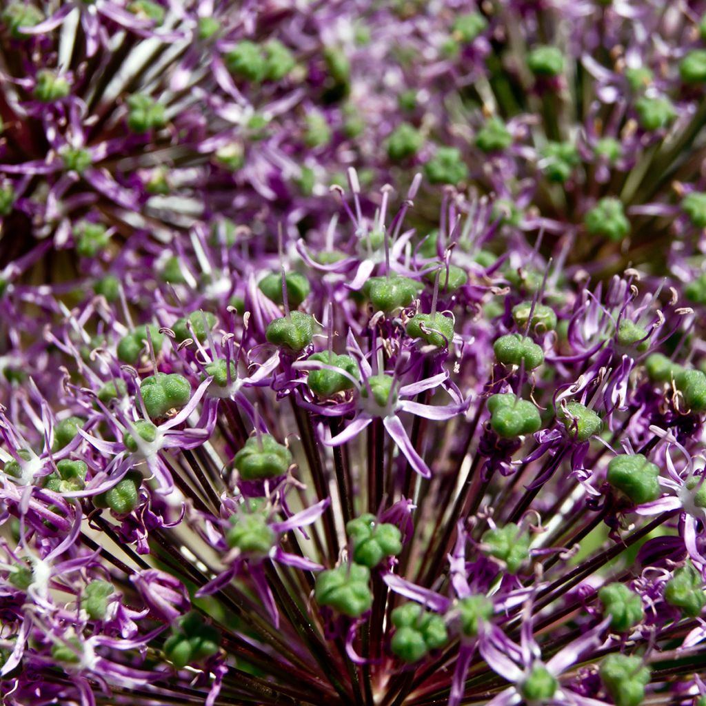 Allium Miami - Ajo decorativo