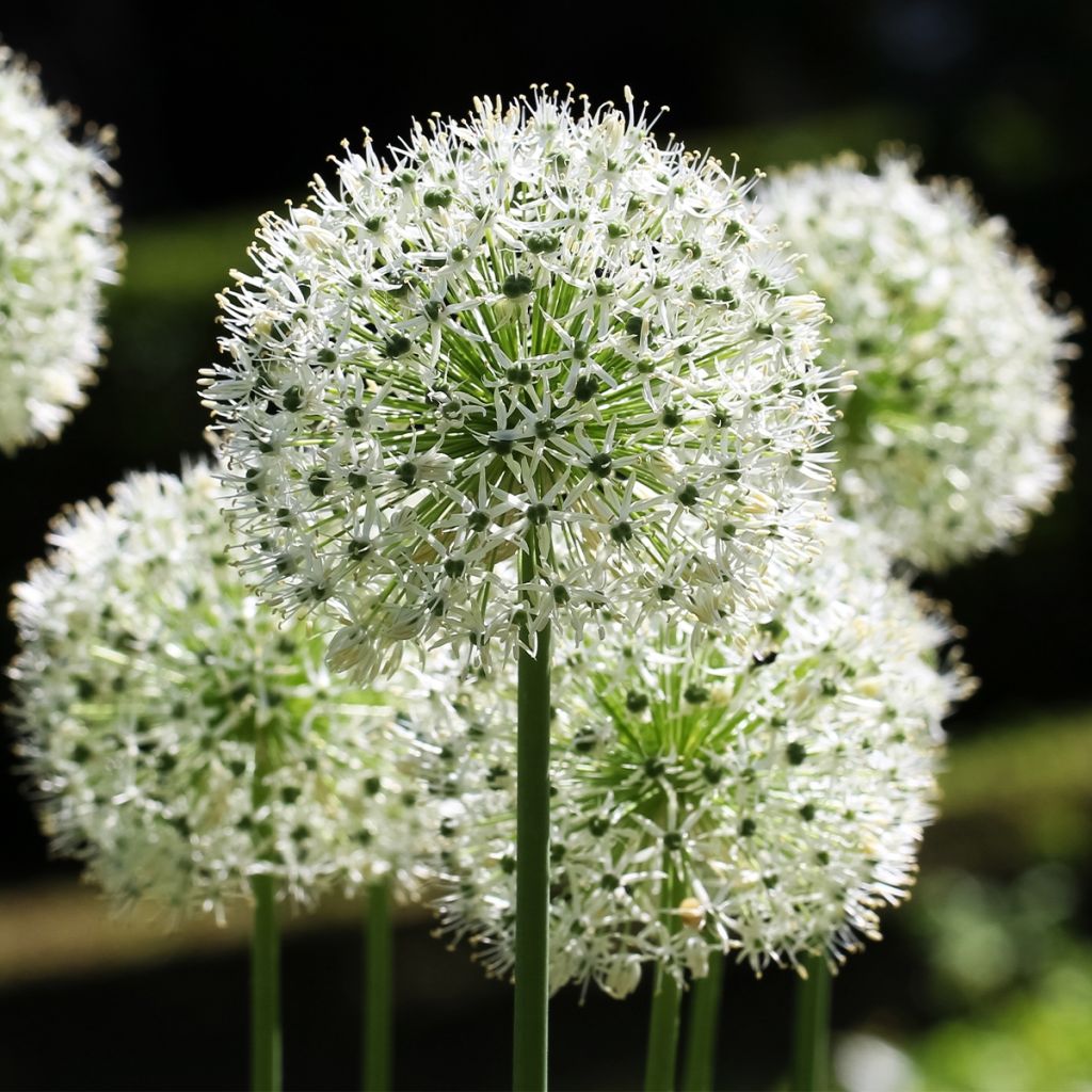 Allium stipitatum Mount Everest - Ajo decorativo