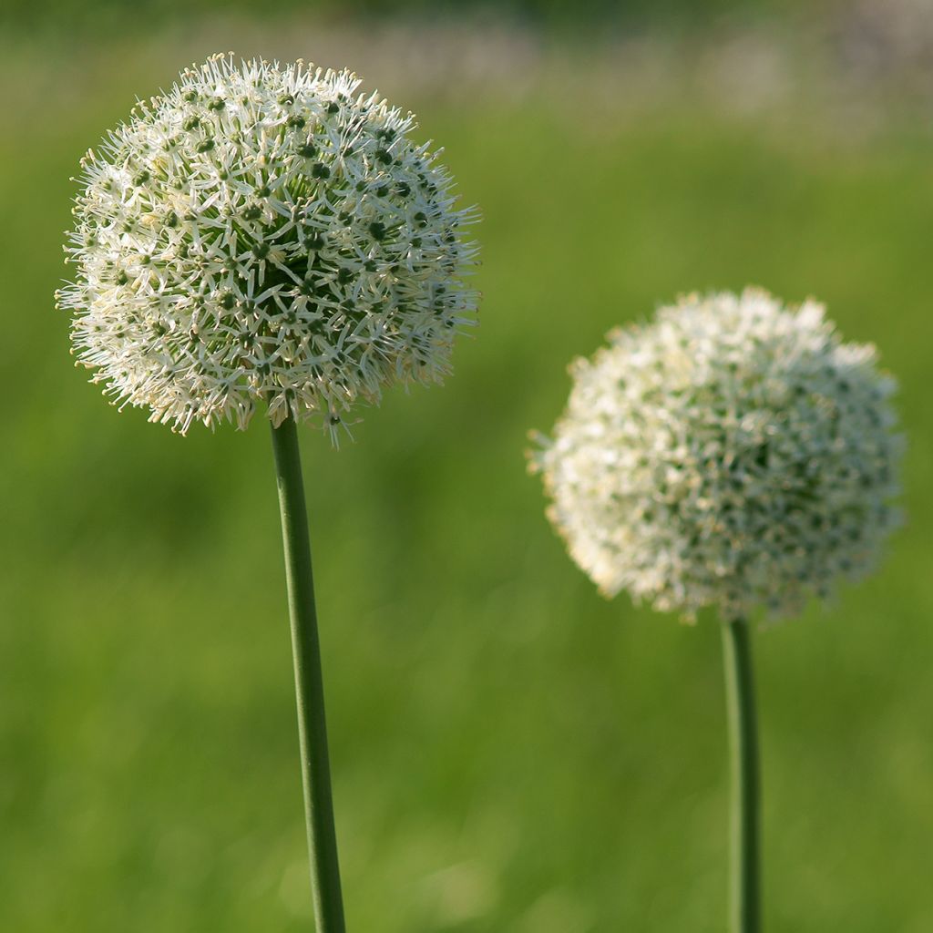 Allium stipitatum Mount Everest - Ajo decorativo