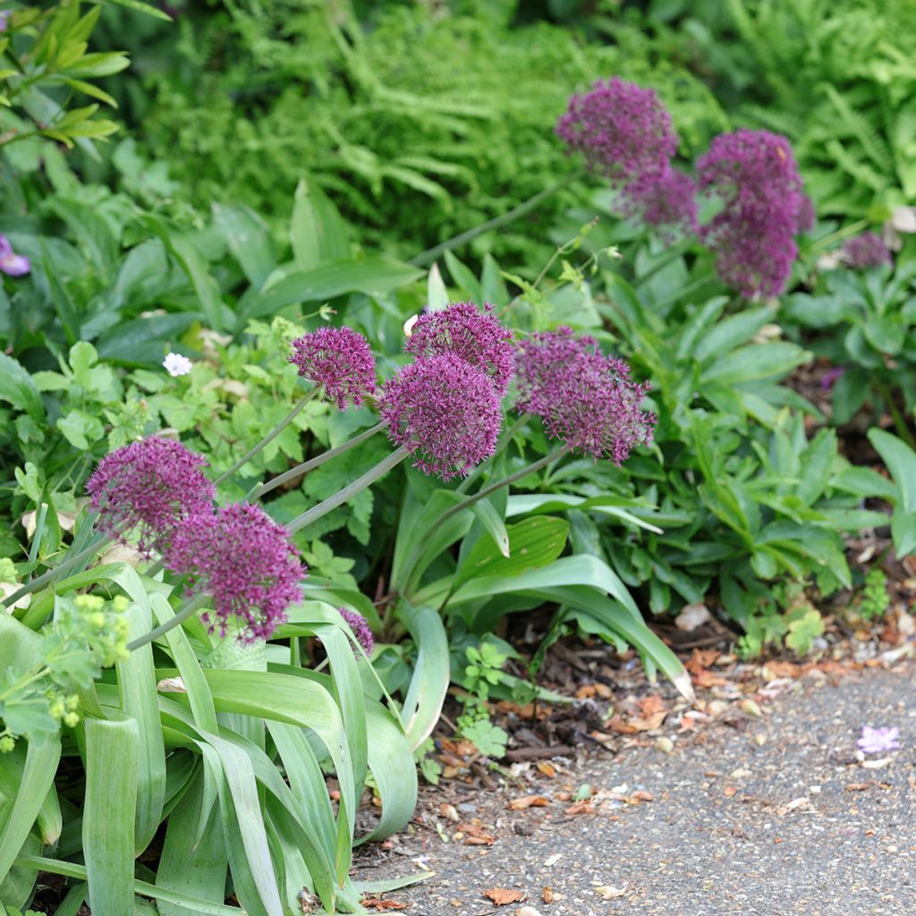 Allium Ostara - Ajo decorativo