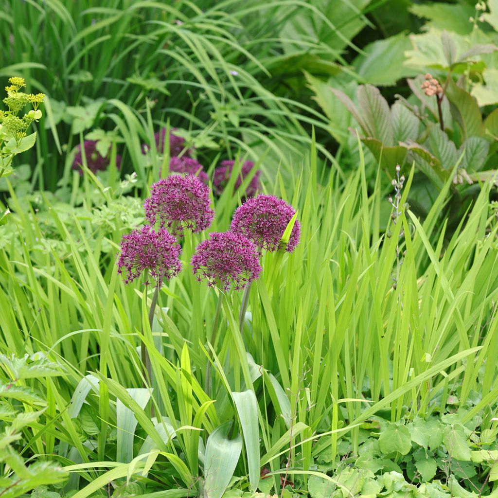 Allium Ostara - Ajo decorativo