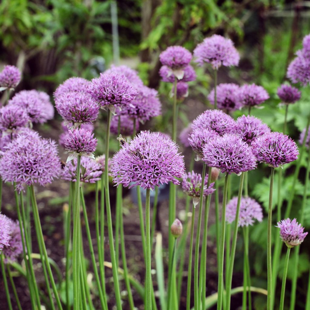 Allium Pinball Wizard - Ajo decorativo