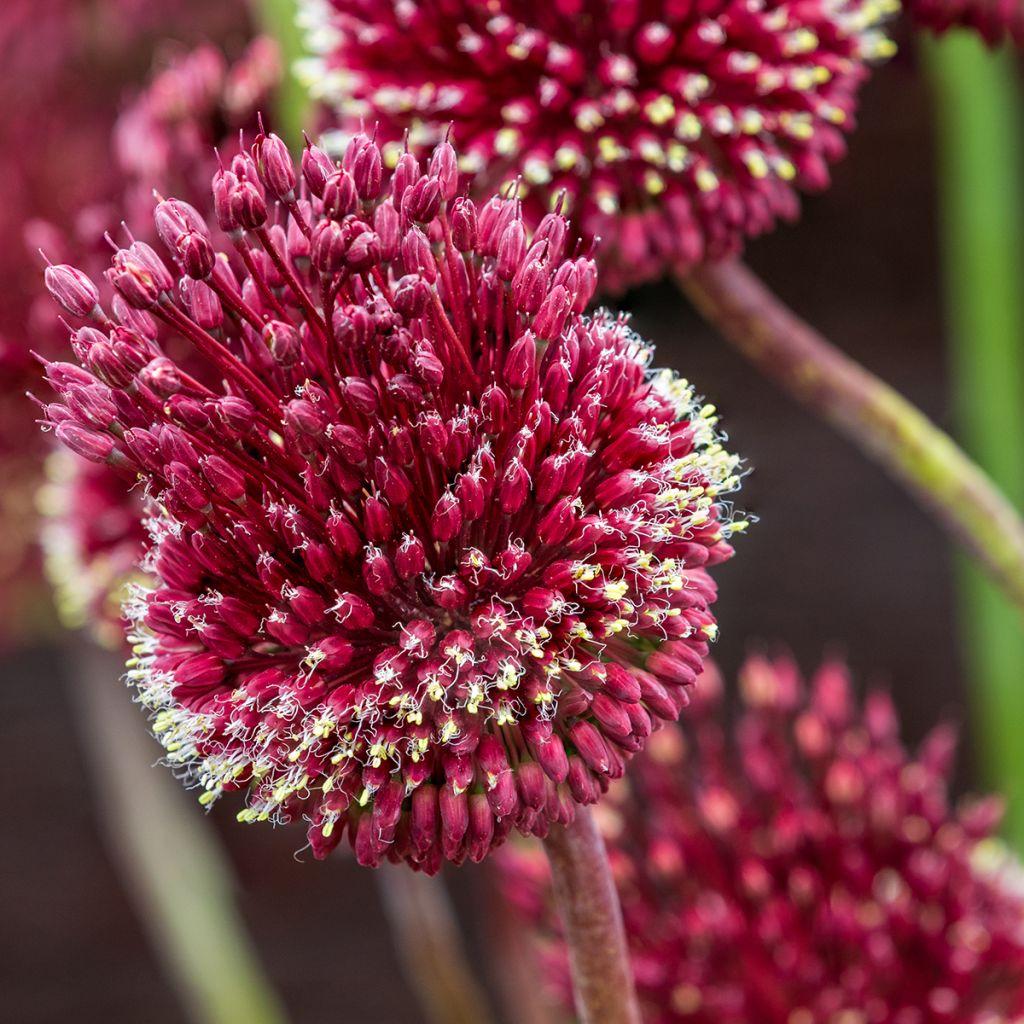 Allium amethystinum Red Mohican - Ajo decorativo