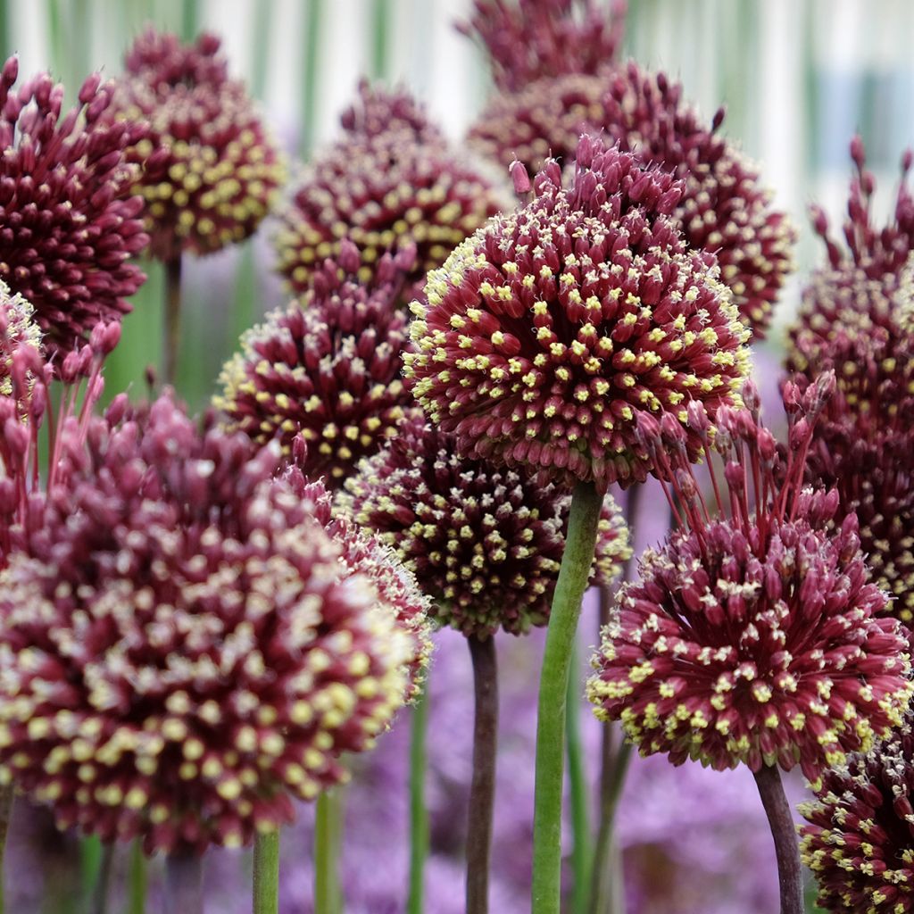 Allium amethystinum Red Mohican - Ajo decorativo