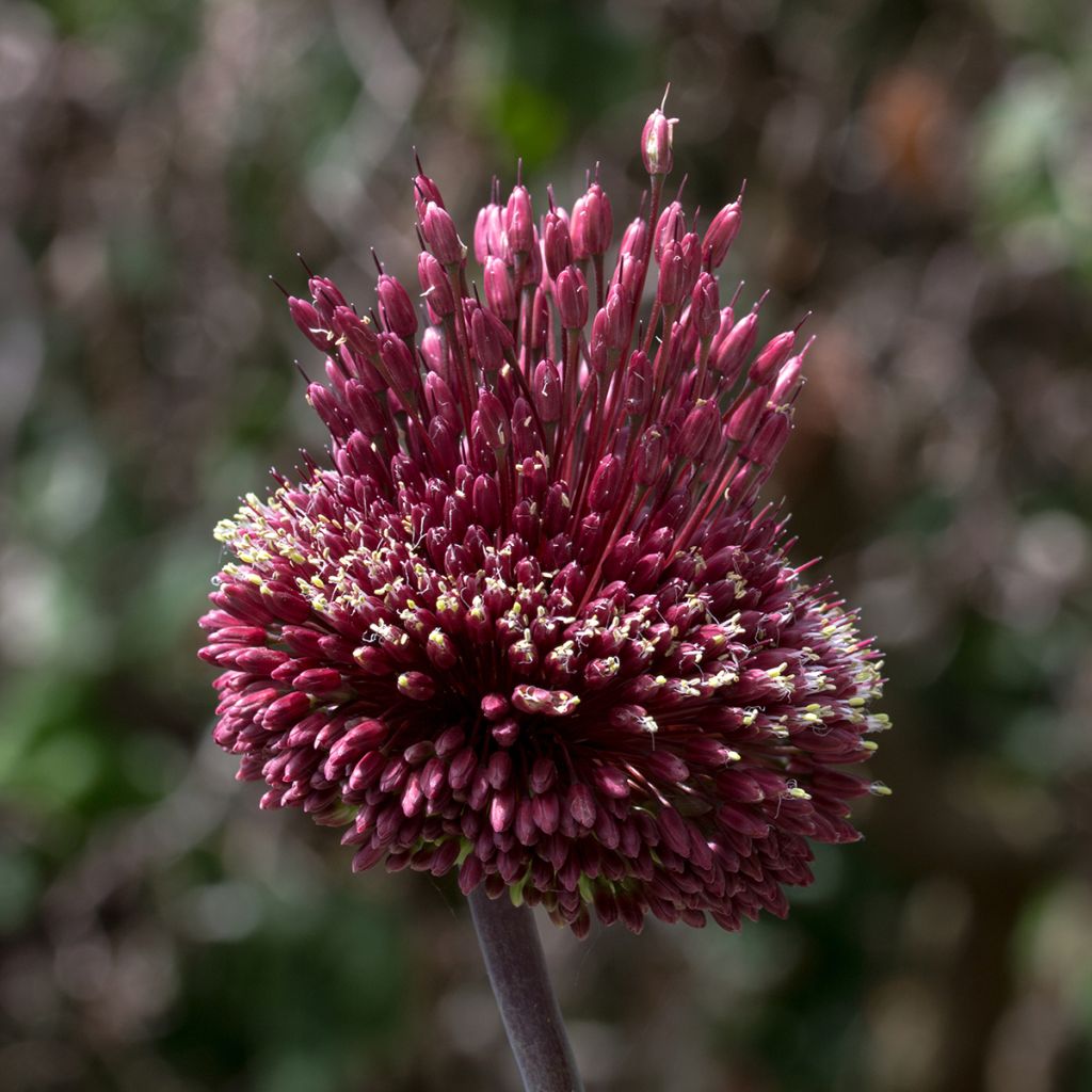 Allium amethystinum Red Mohican - Ajo decorativo