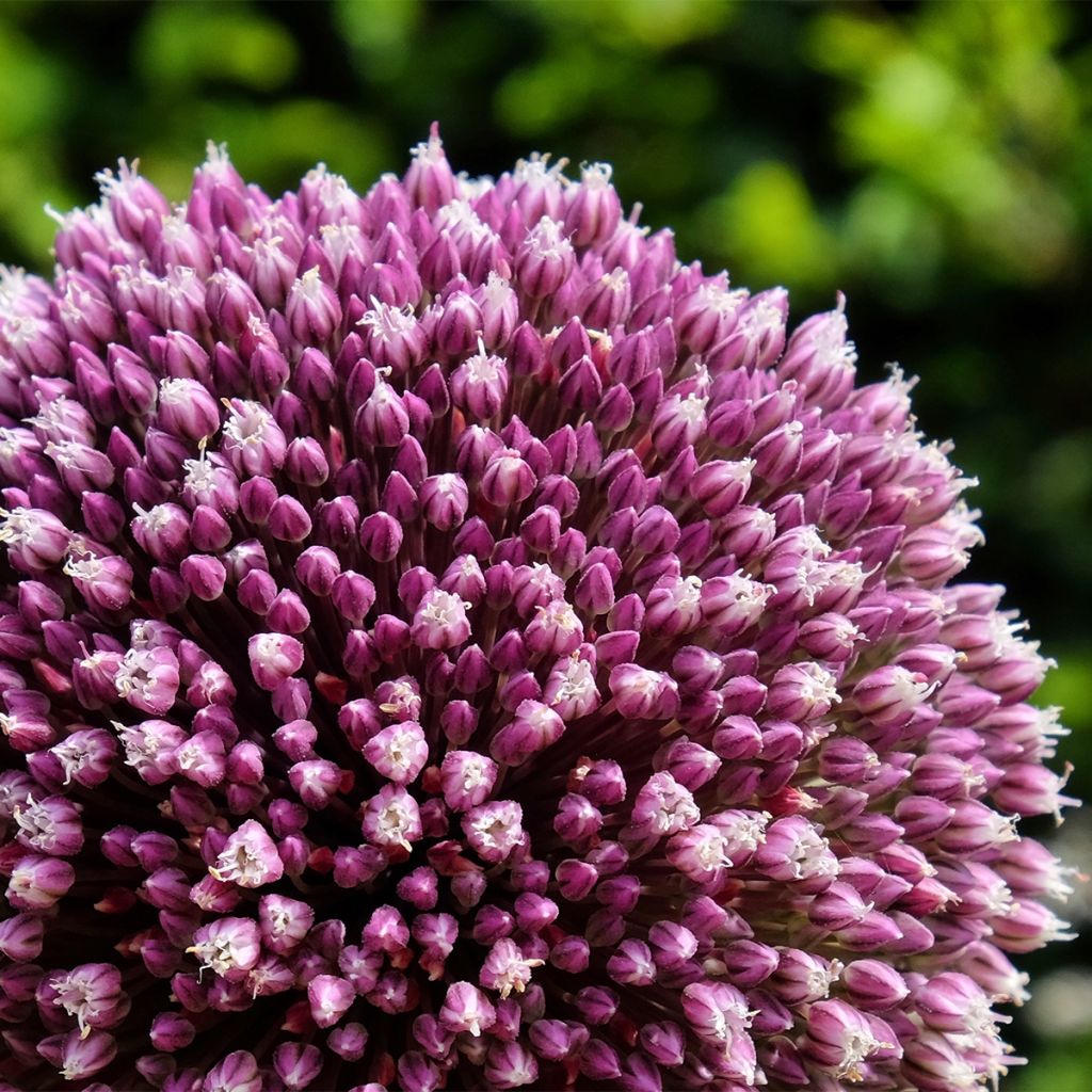 Allium Summer Drummer - Ajo decorativo