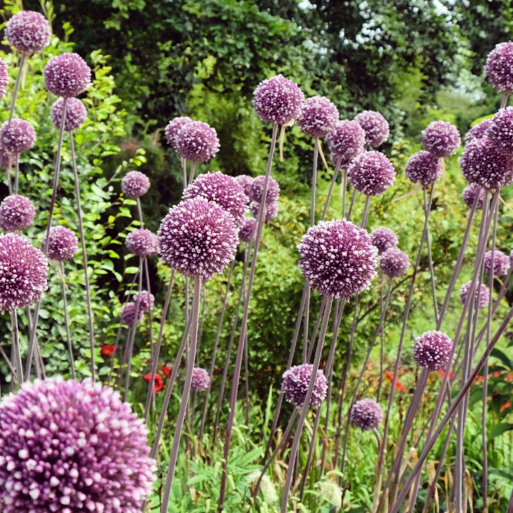 Allium Summer Drummer - Ajo decorativo